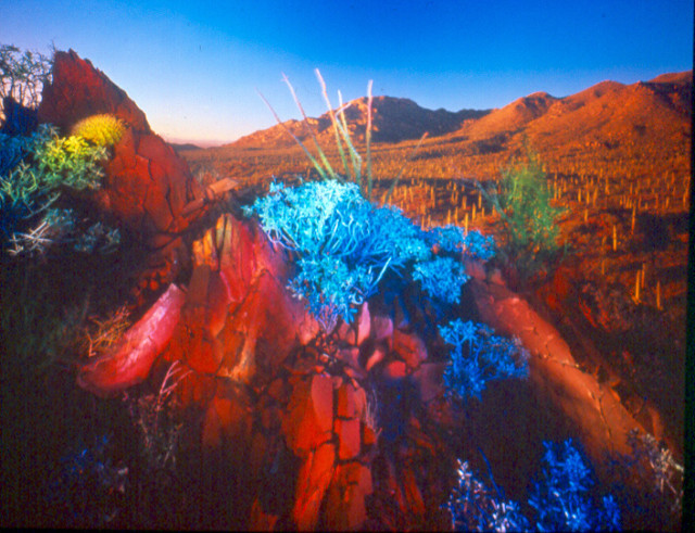 Lesch_William_RedMountainBlueBrittleBush